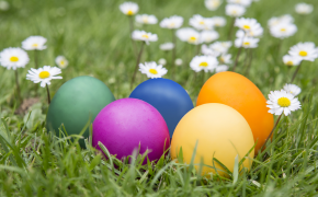 Bunte Ostereier mit Auro-Naturfarben Mit Naturfarben gefärbte Ostereier in einer Wiese mit Gänseblümchen